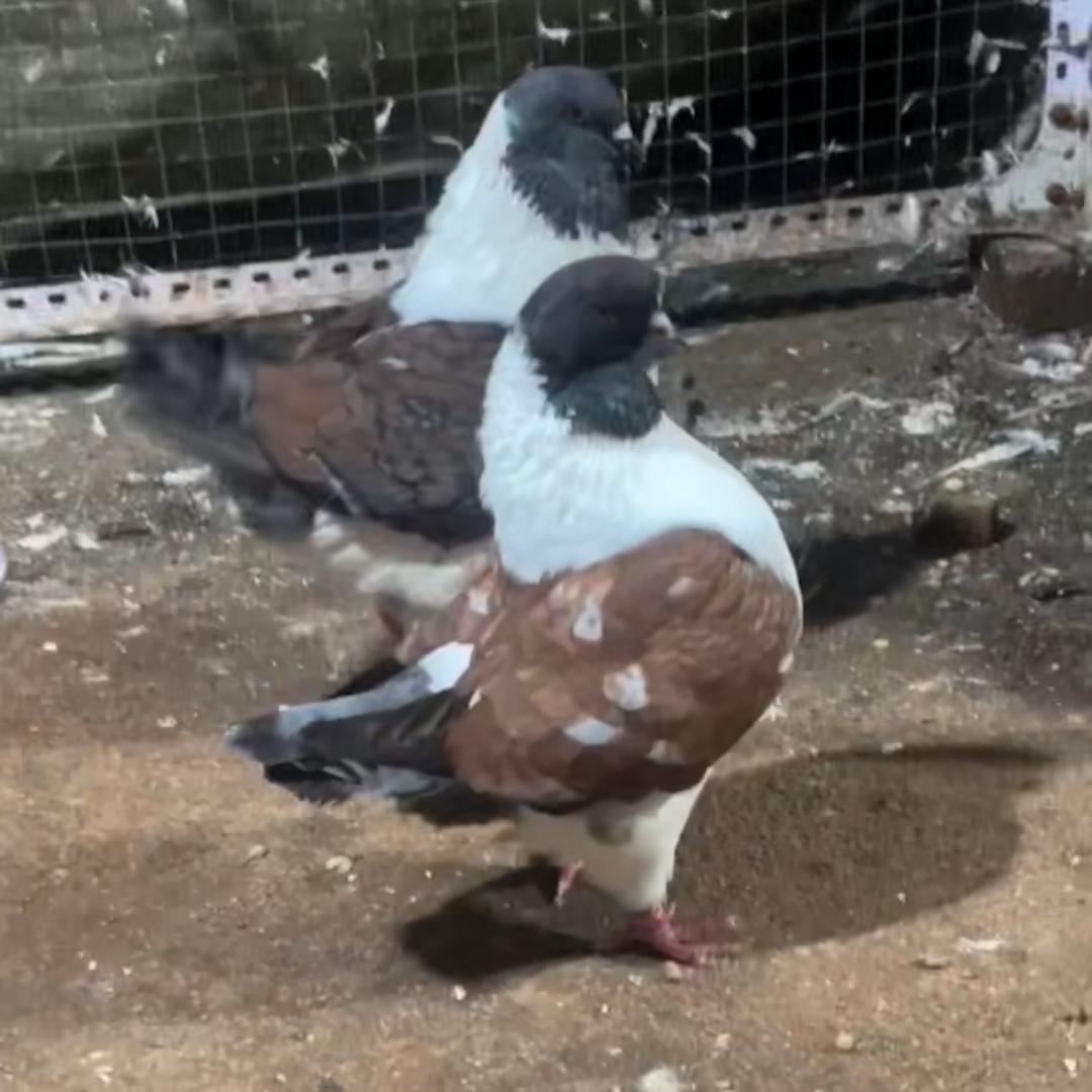 玩鸽子🕊️