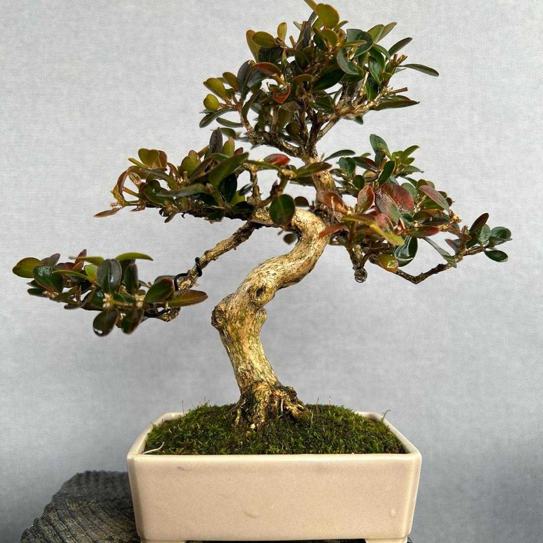 老戴哥花卉盆景