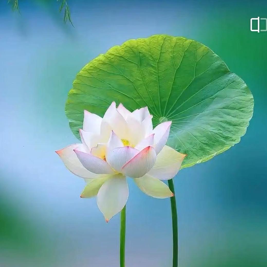 妙慧（地藏本愿共修）