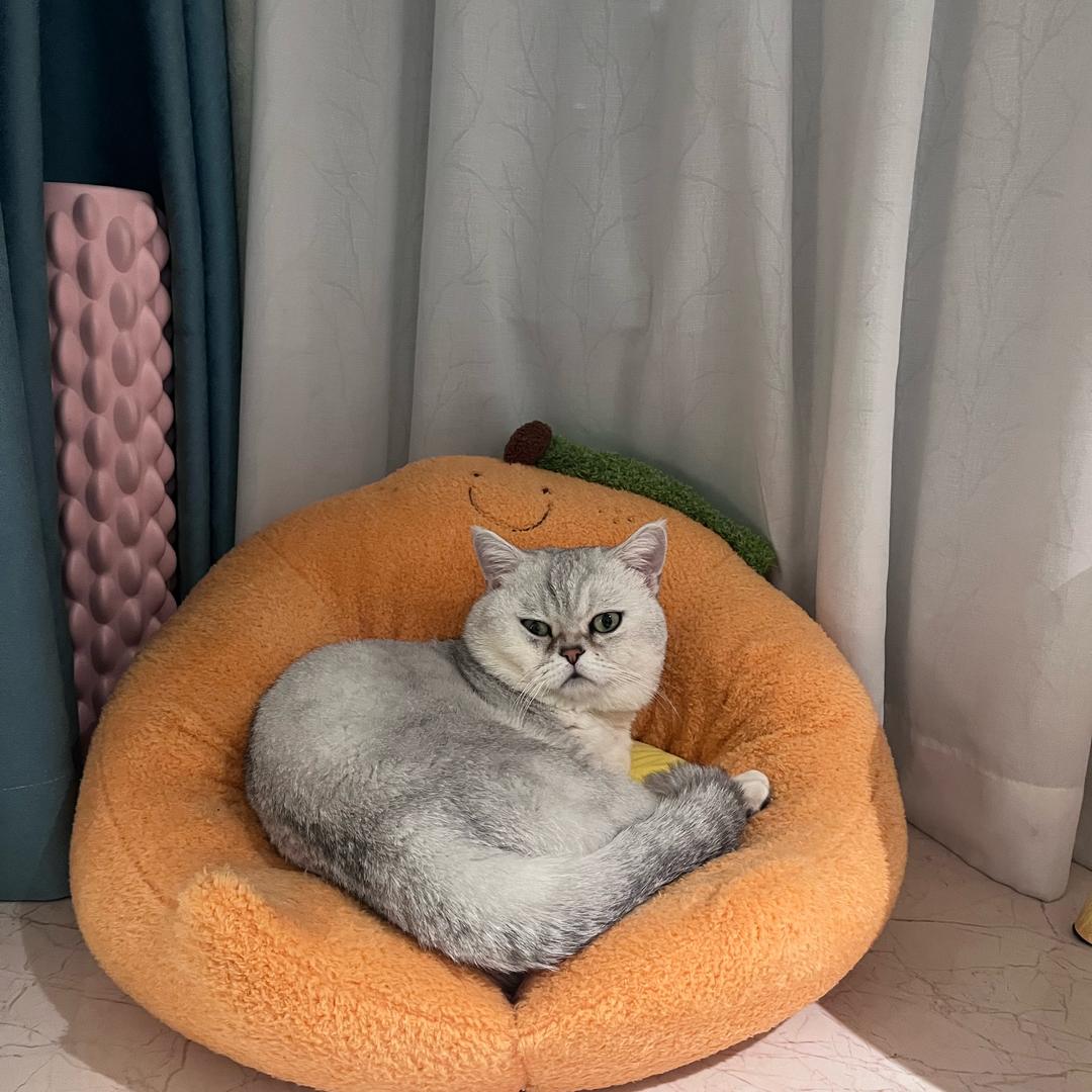 真诚小猫ZY