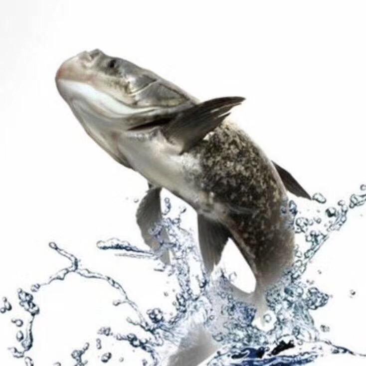 渔歌武昌鱼艺术餐厅