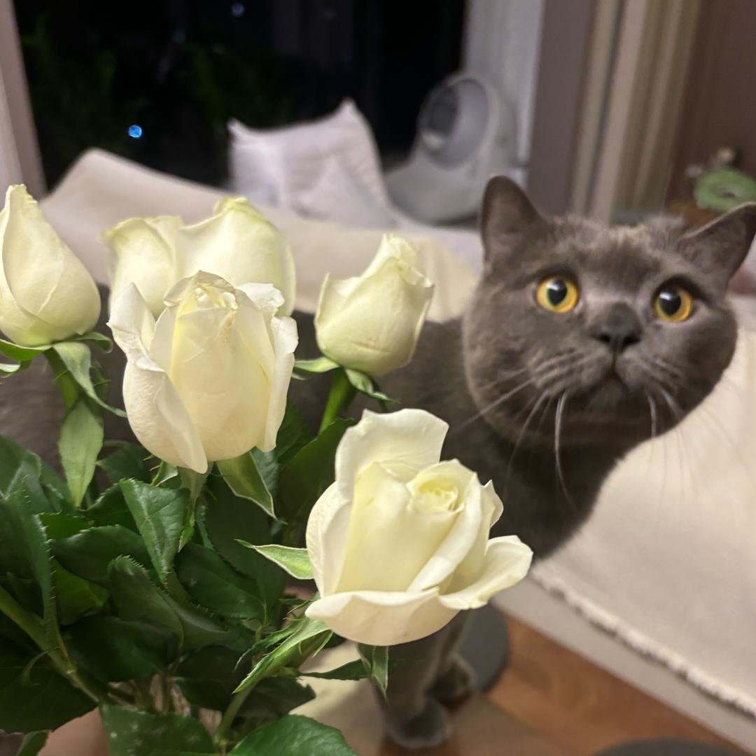 永远爱摩卡的风车车