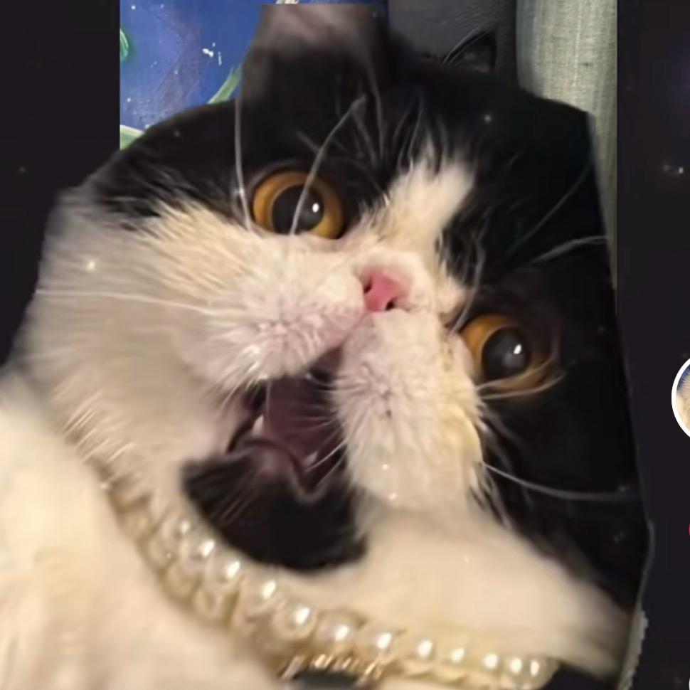 王大菲小懒猫