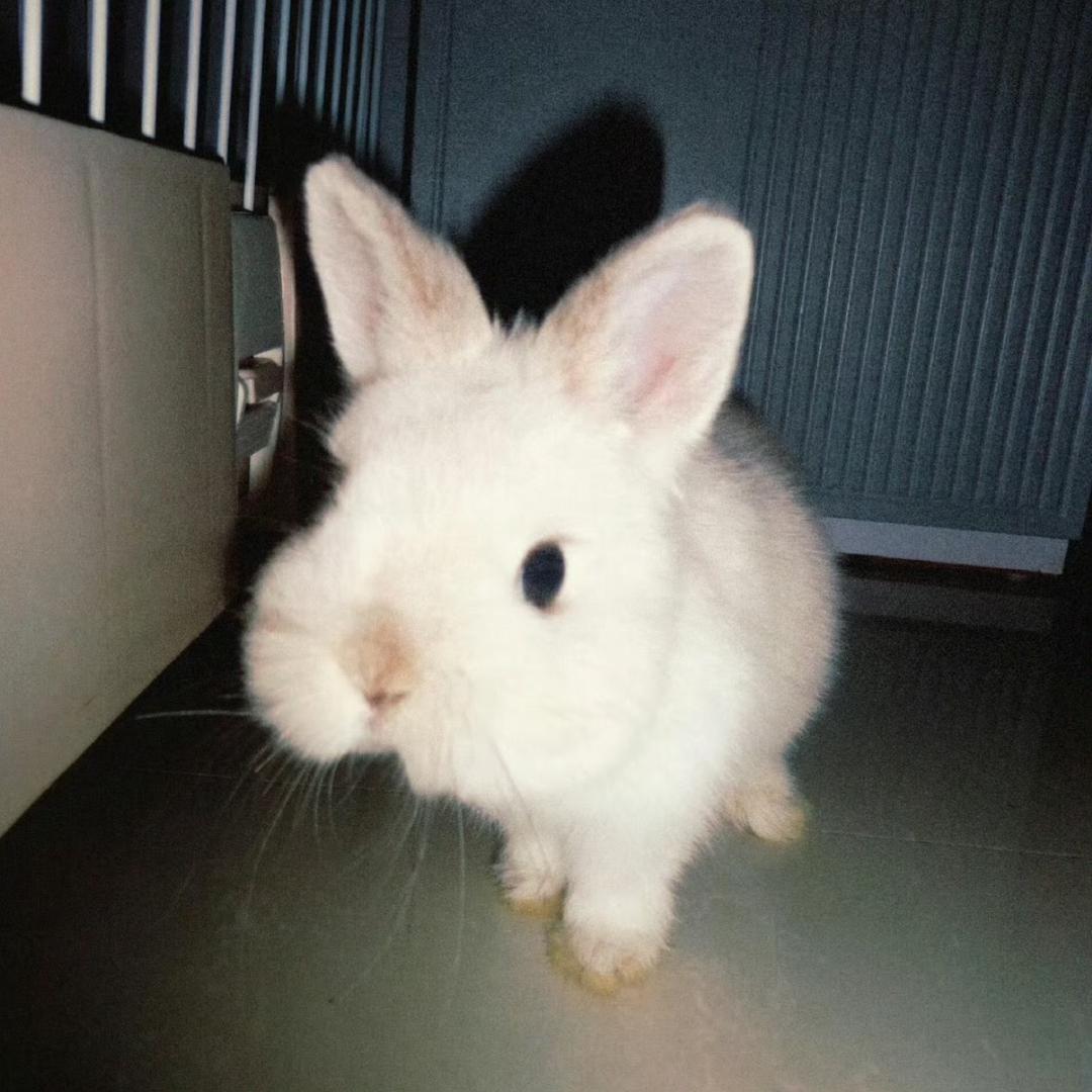 掉了颗兔牙@抖音