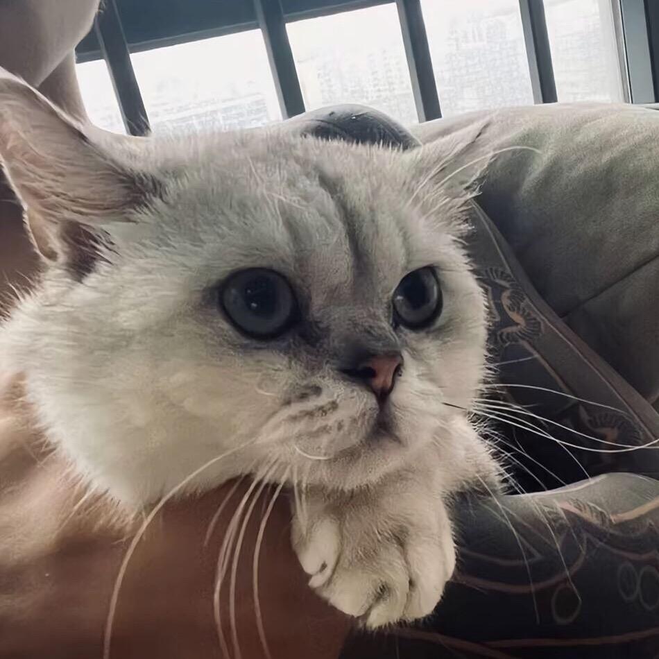 猫帝🍃【这里发新歌】