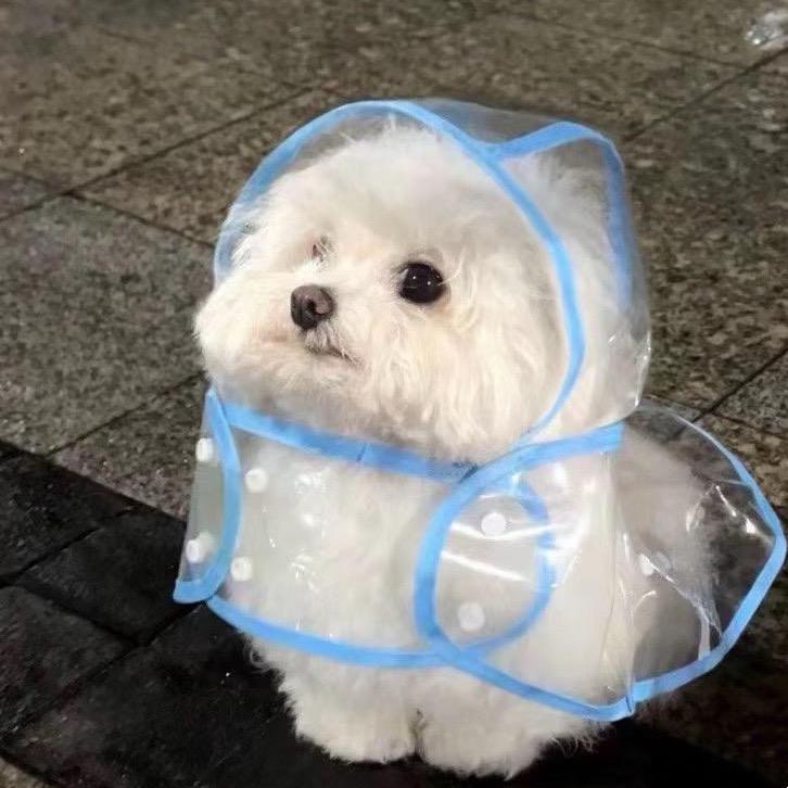 ✨安可💫