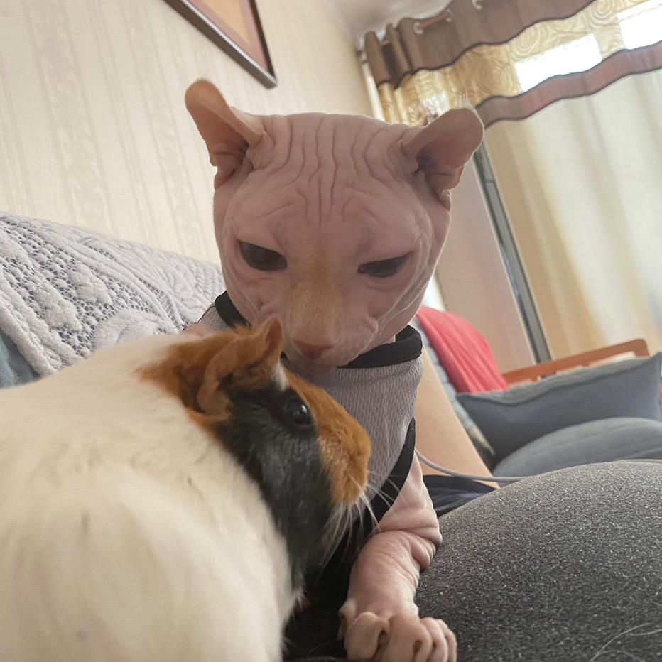 政哥🐆💰