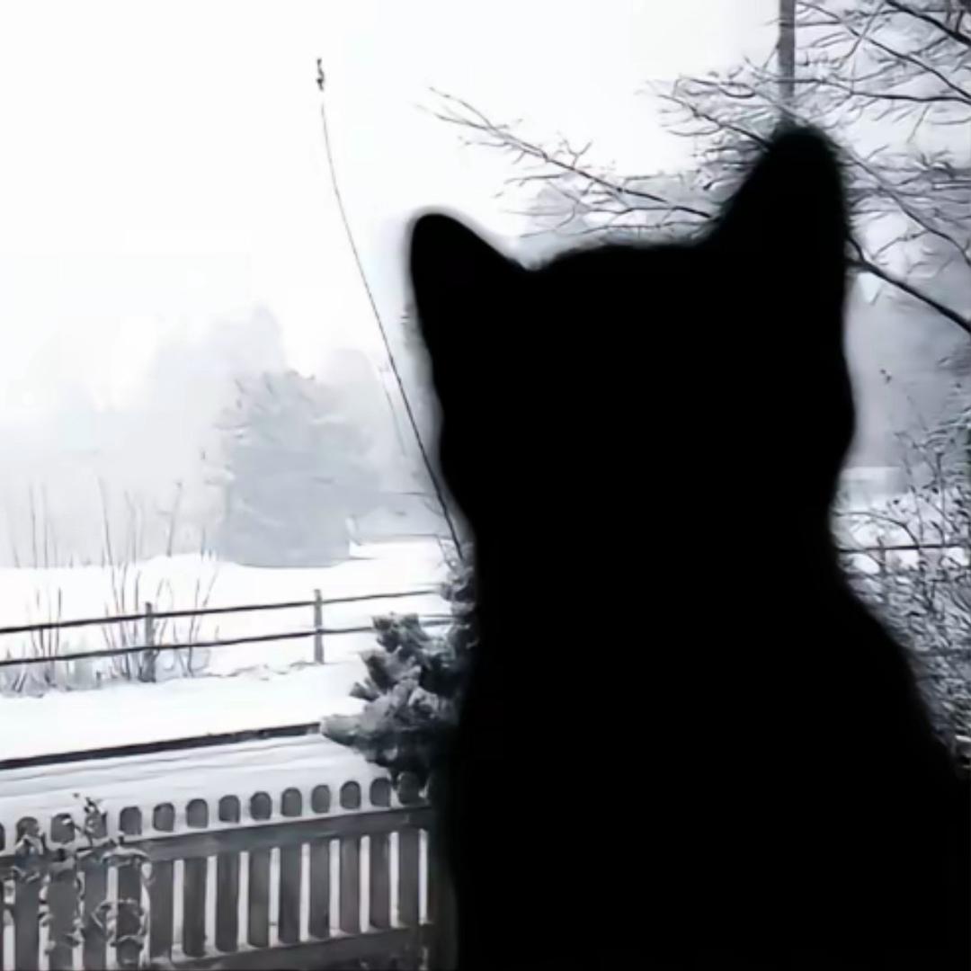 止血贴
