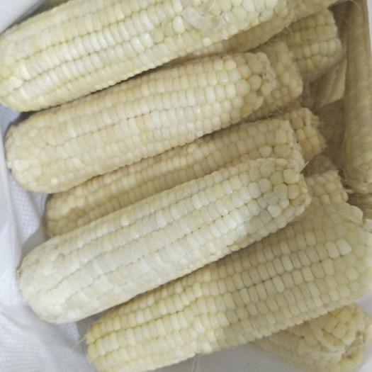 毅信商贸东北玉米厂家