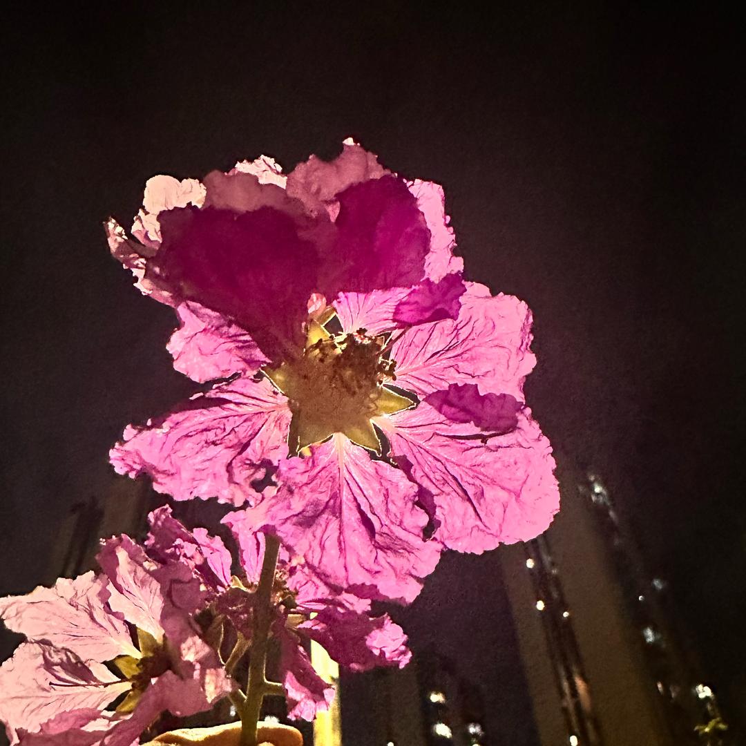 螢火虫