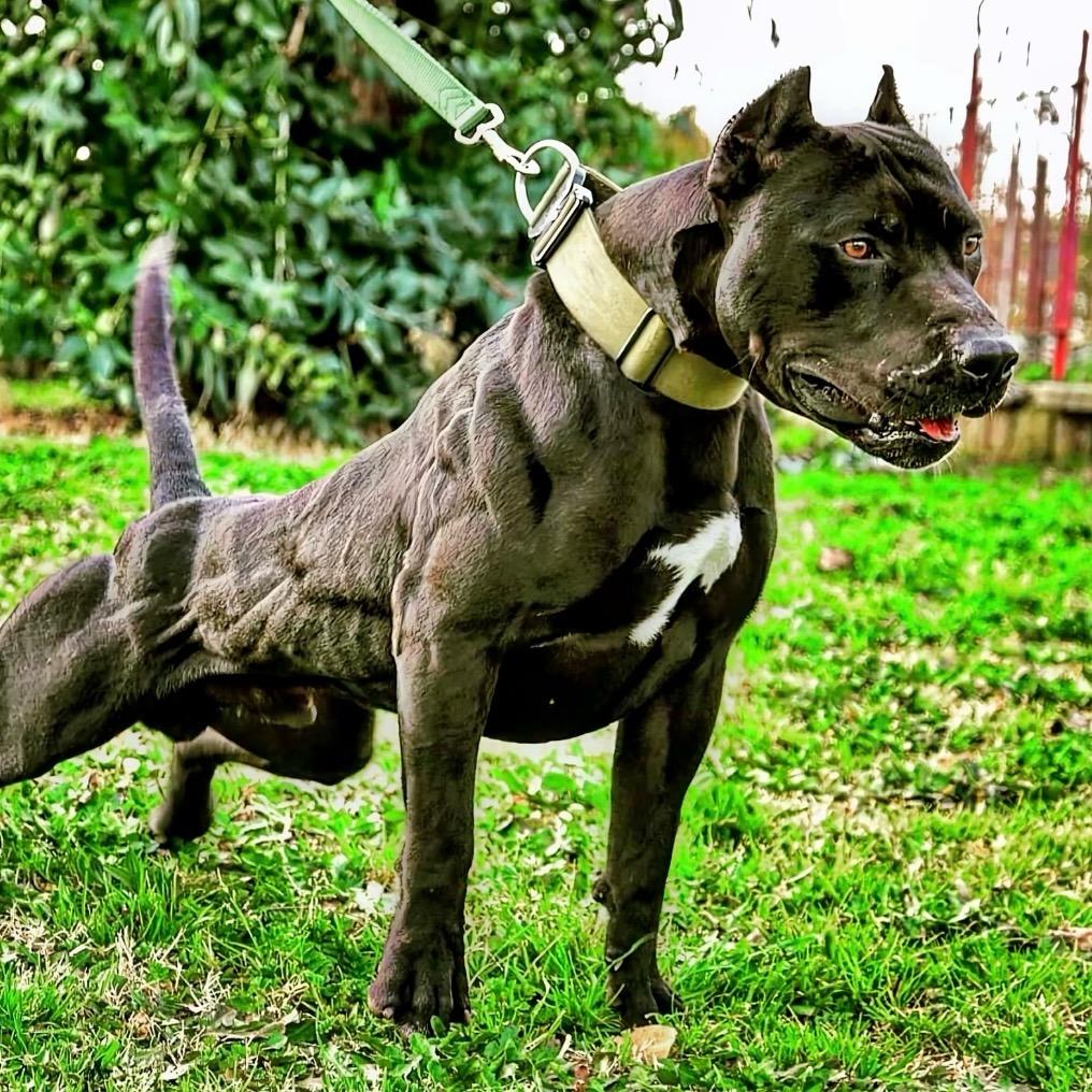 腾达犬舍（比特犬）