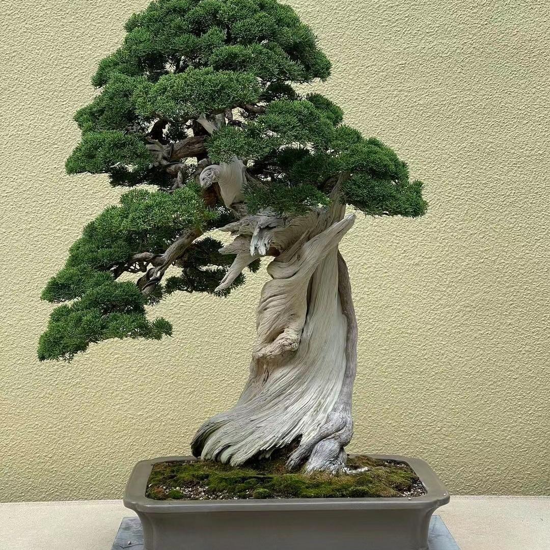 林姐盆景园