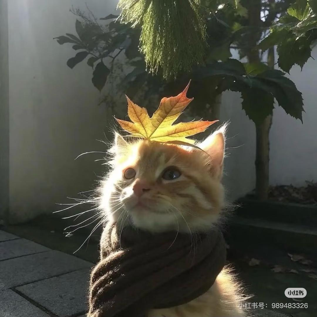 上课不会再睡觉