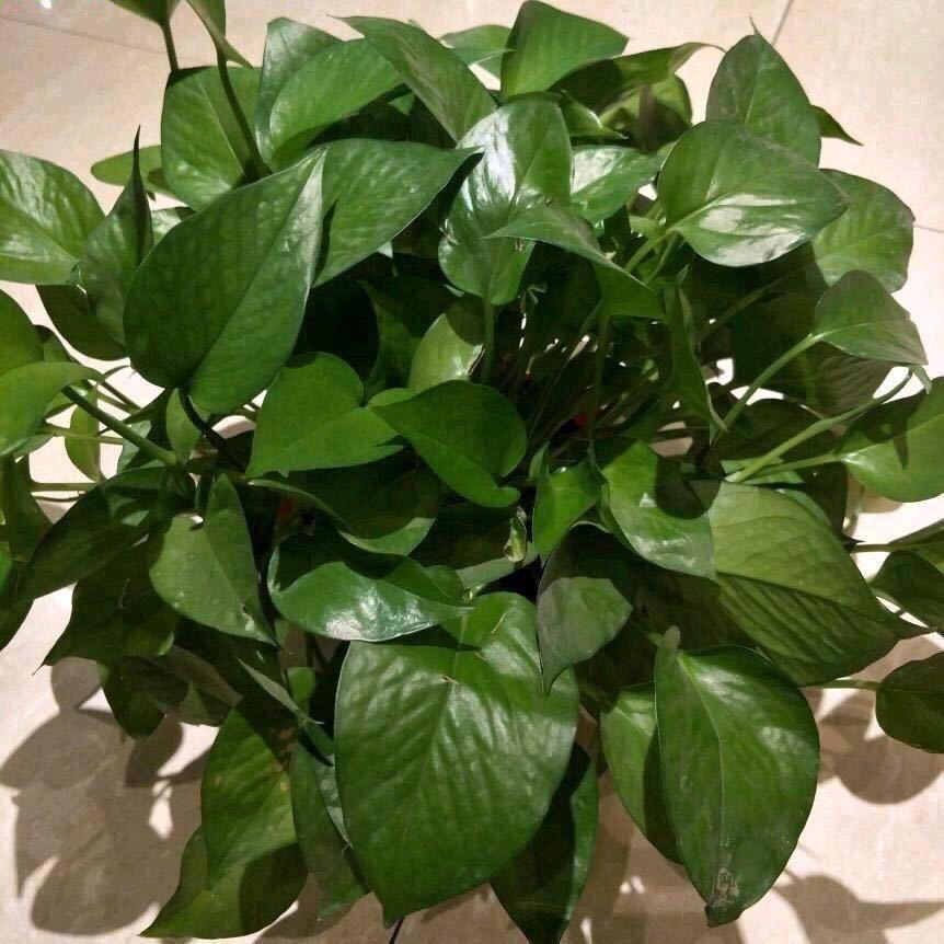 美好未来