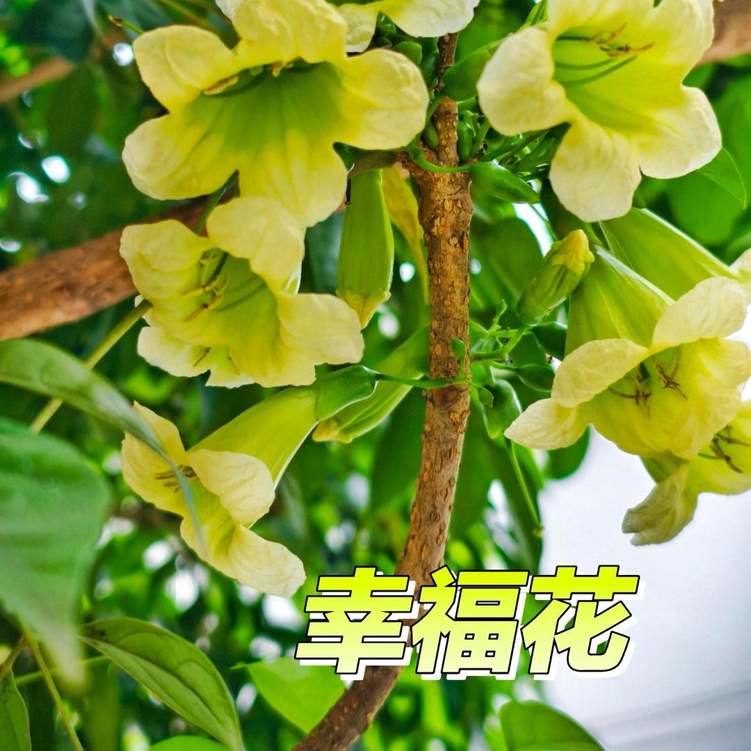 乐乐园艺基地