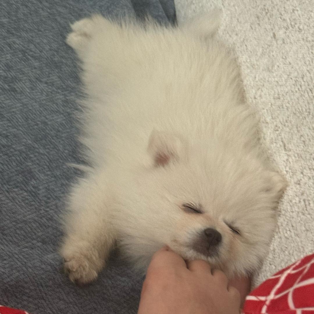 圣母🐾