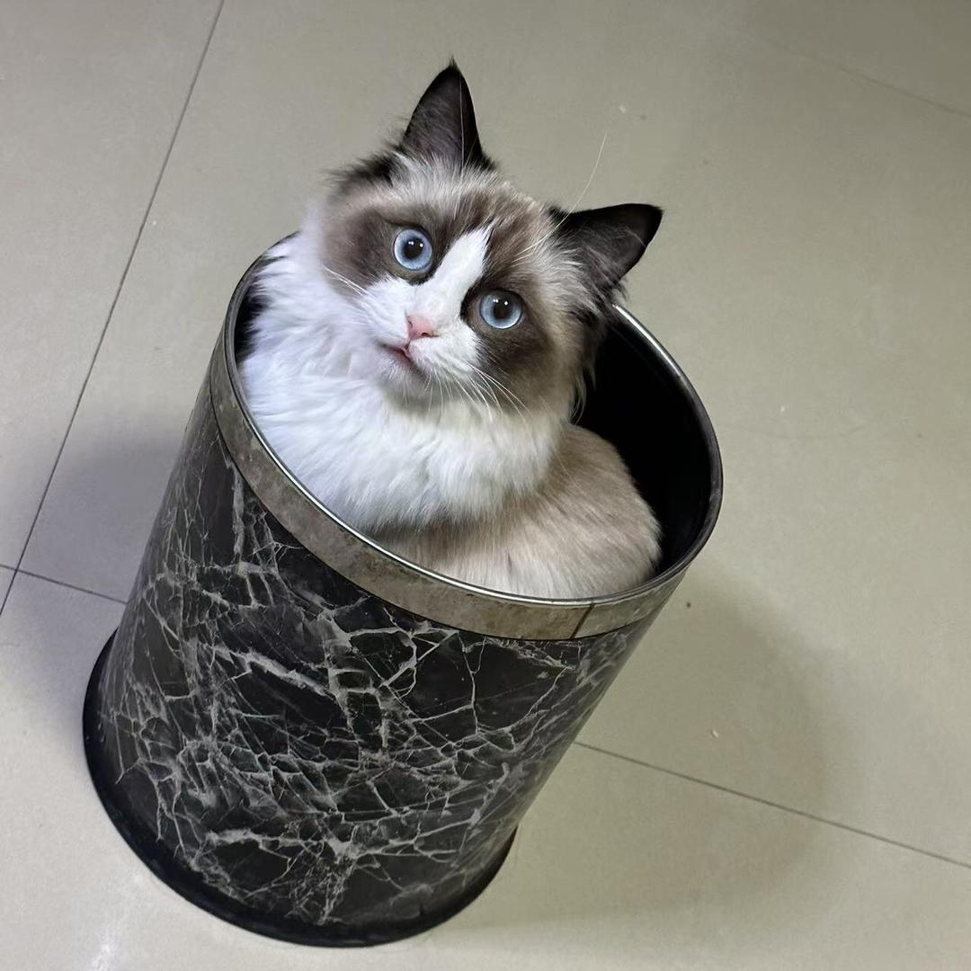 金金是只布偶猫🐱
