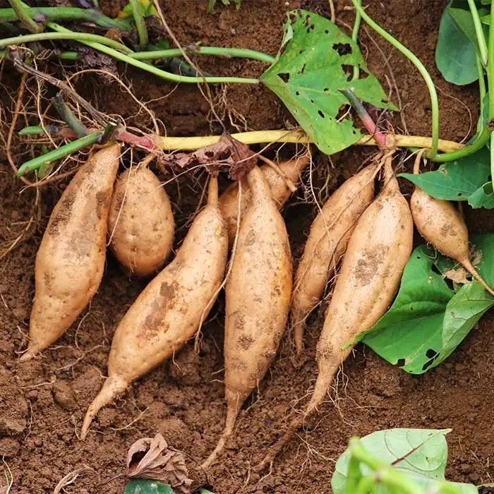 长山农汇（专业种植红芯红薯）