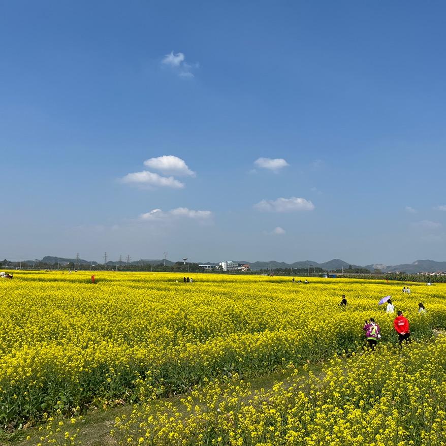 柒弦·古琴自愈