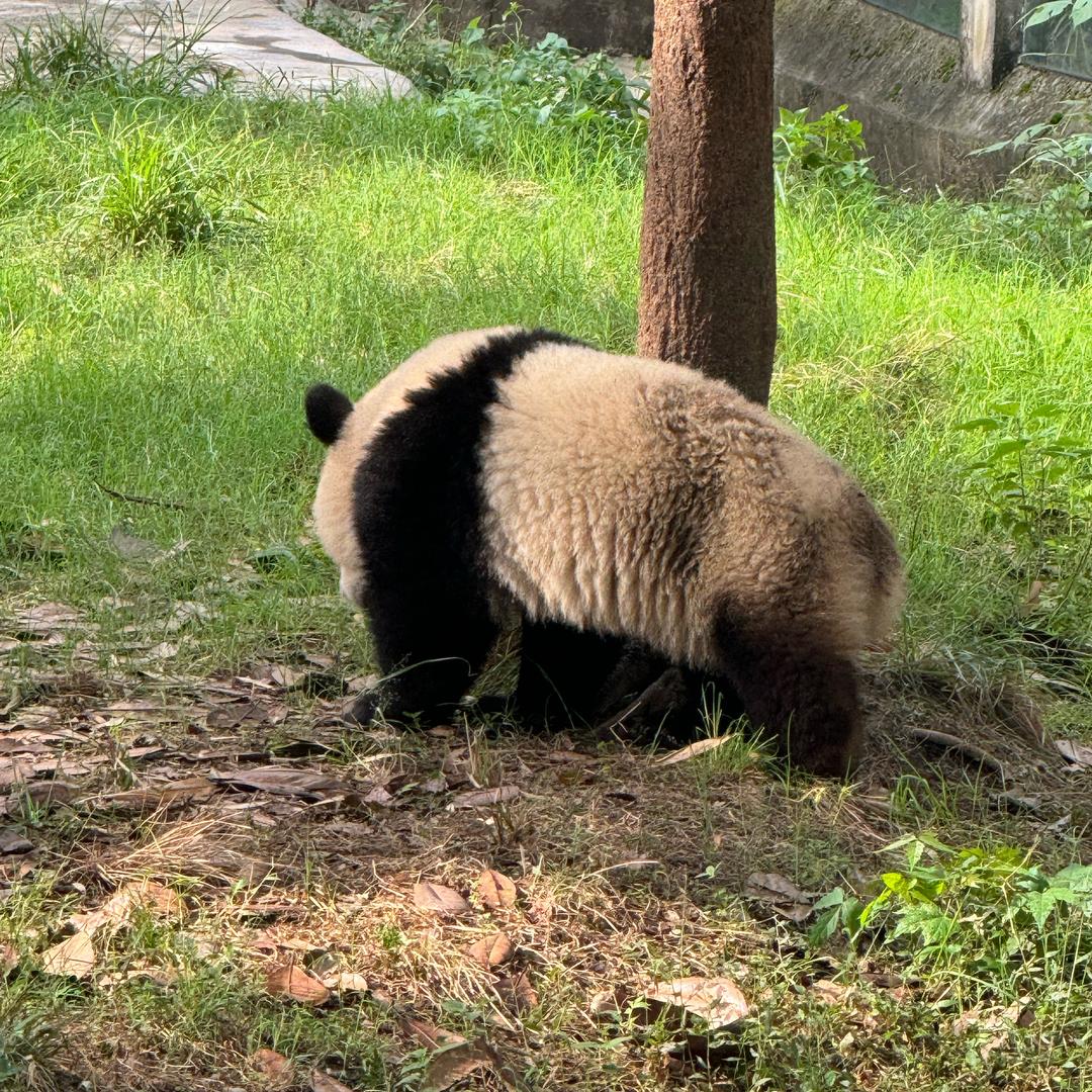 莽灿灿