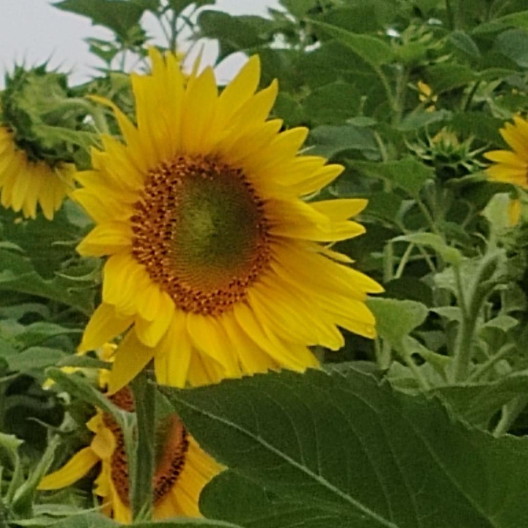简一