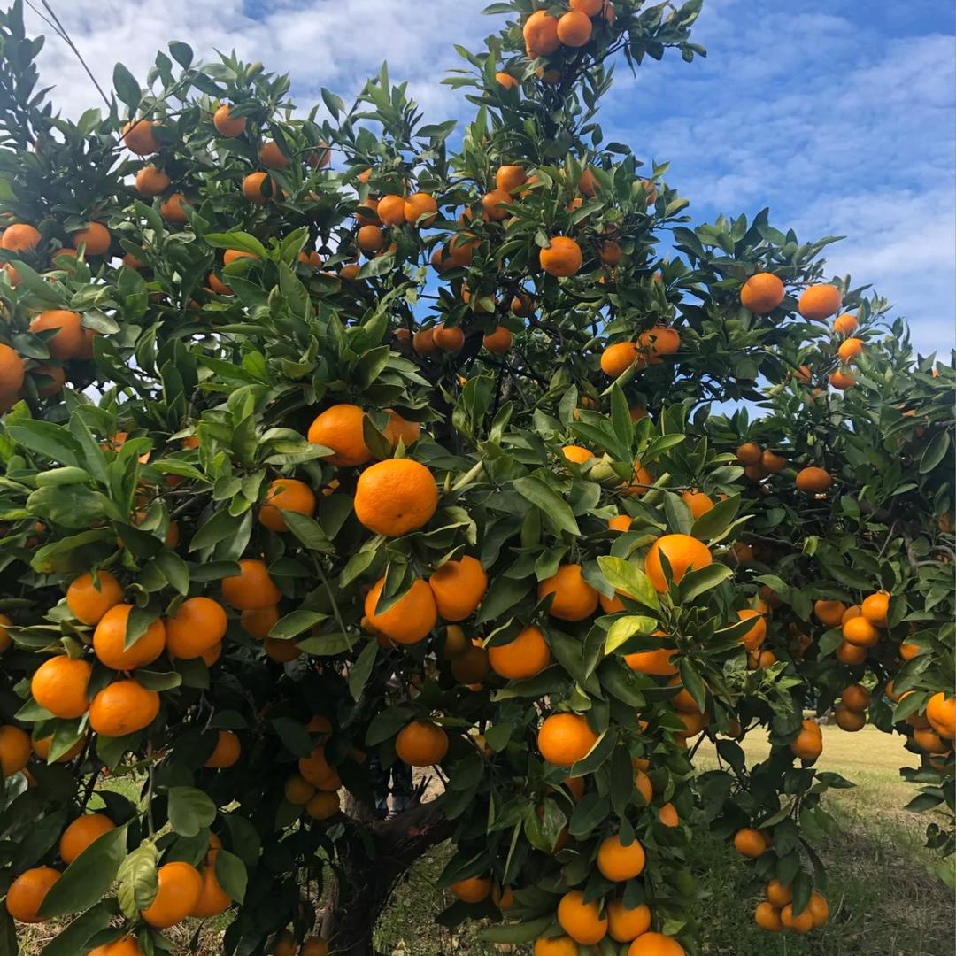 老王说柑橘