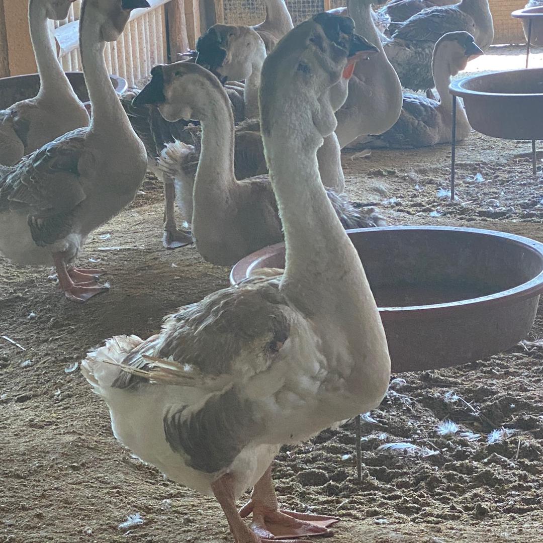 澄海阿璇狮头鹅、鹅、鹅🦢