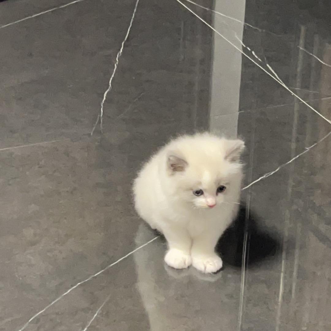 萌萌