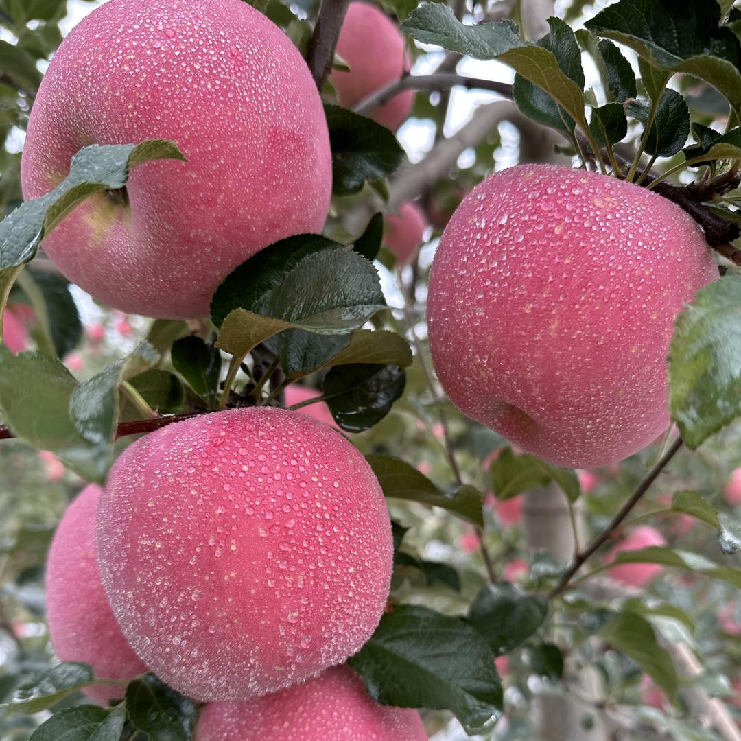 陕西洛川红富士苹果