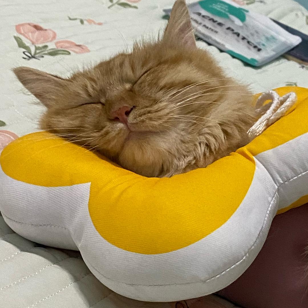 吃猪蹄吗: