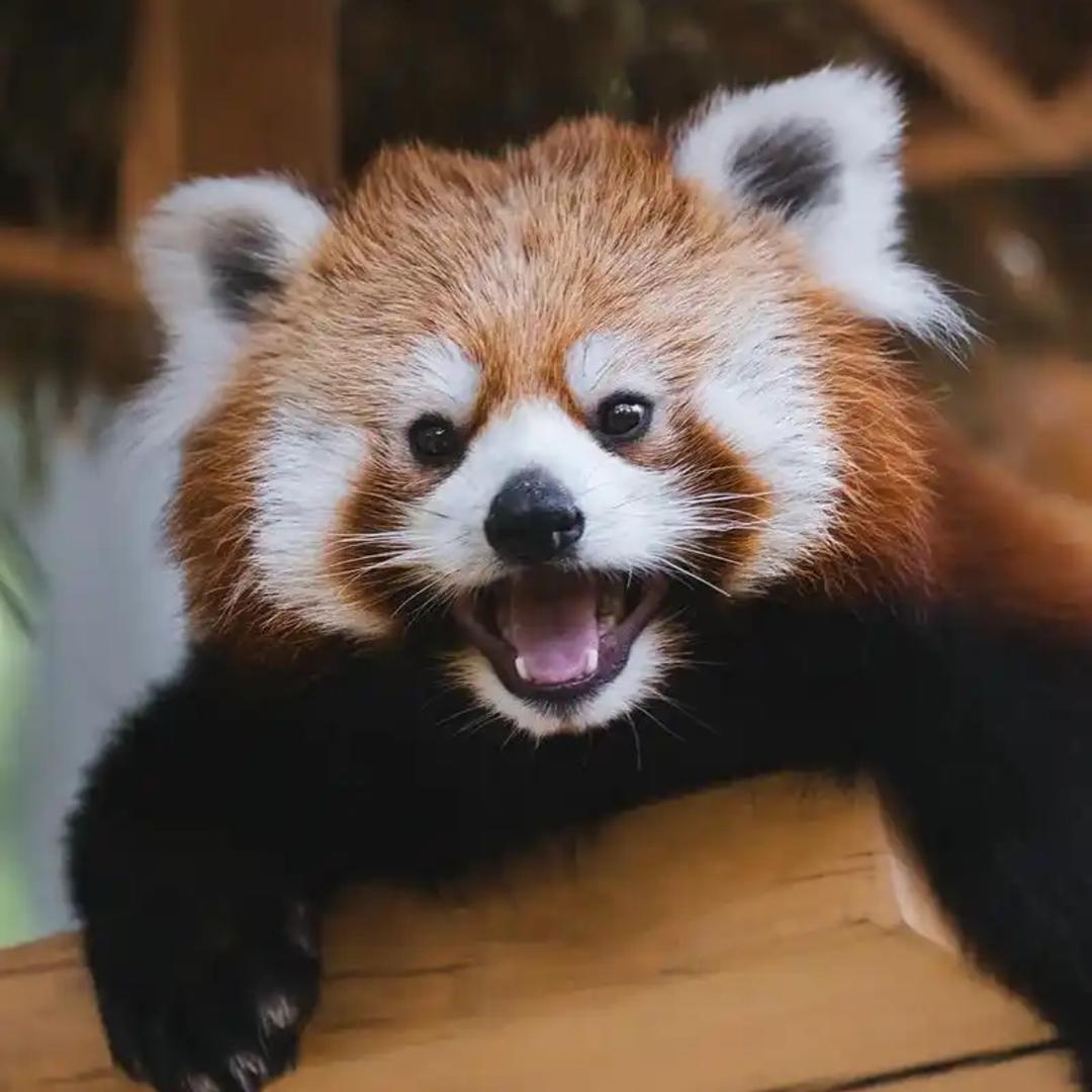 萌宠