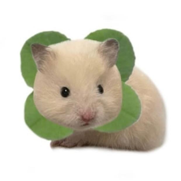 小茉莉