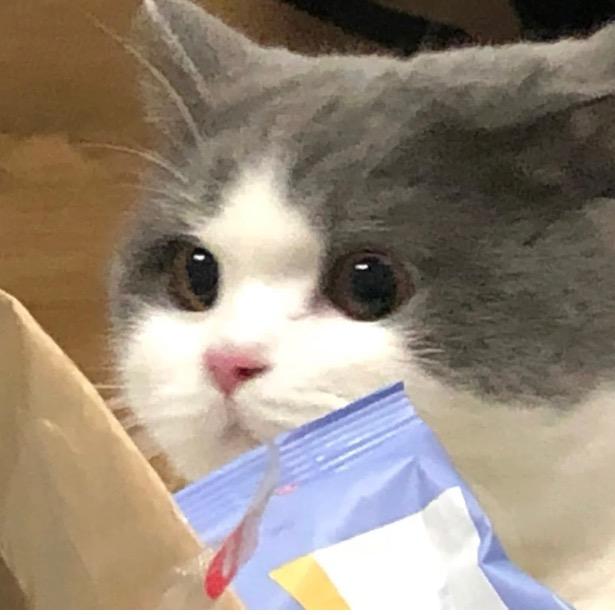 狒狒