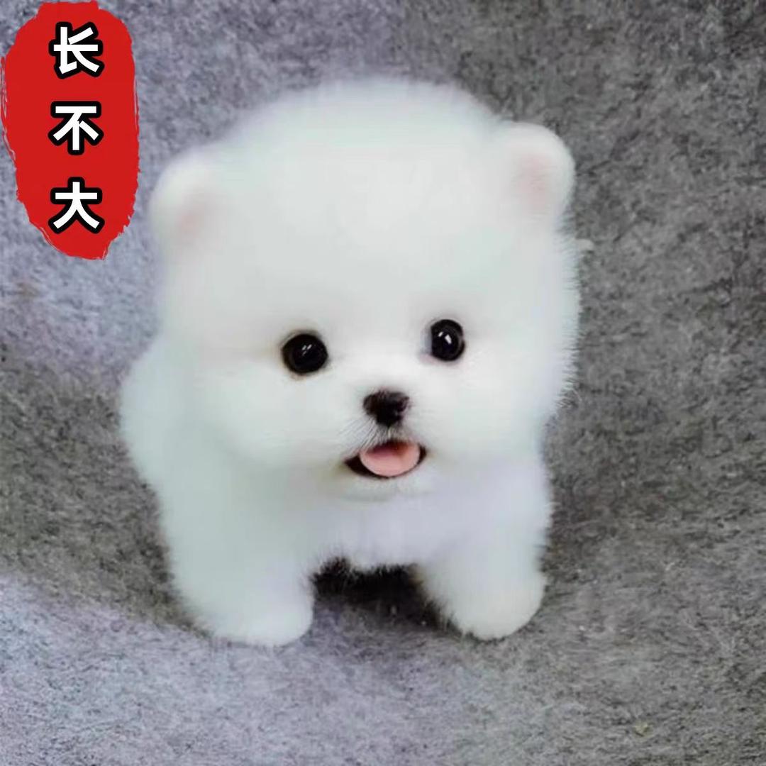 比熊泰迪小博美