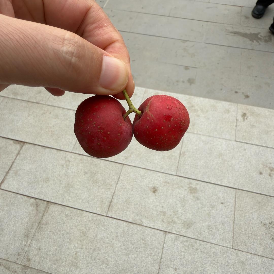 花开花落