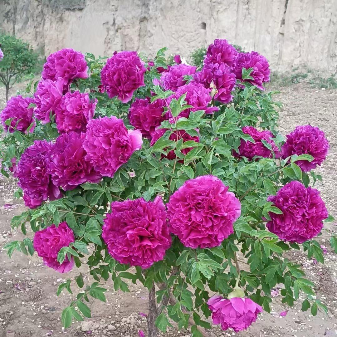 绿植小清新
