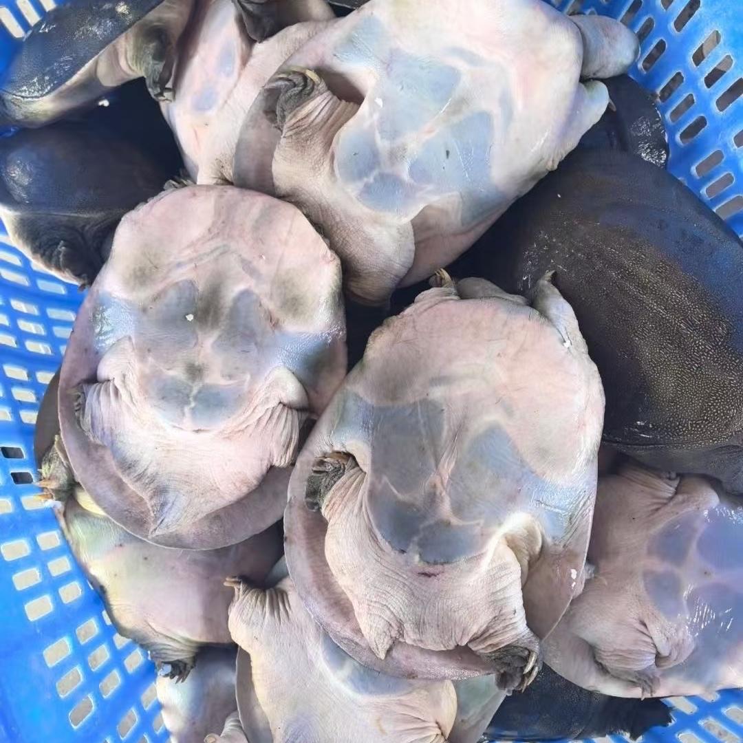 小团鱼甄选老甲鱼