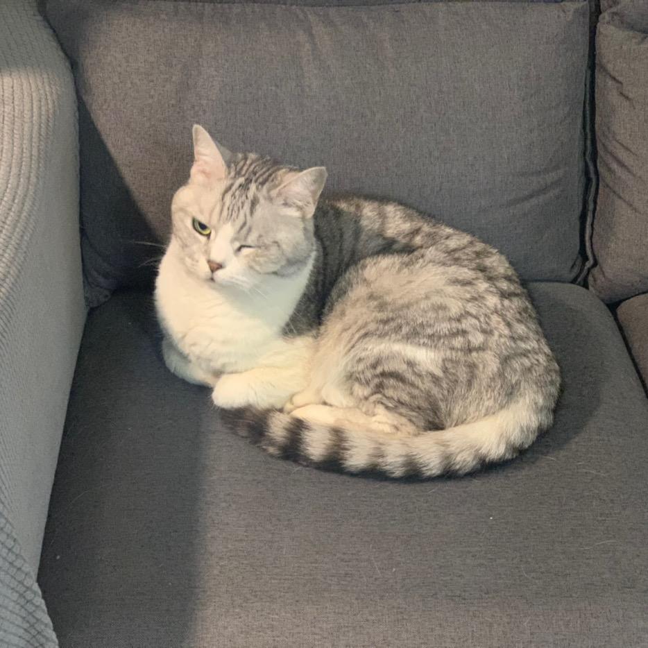 SixMeow