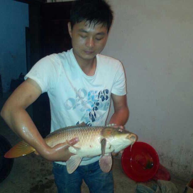 小杨哥
