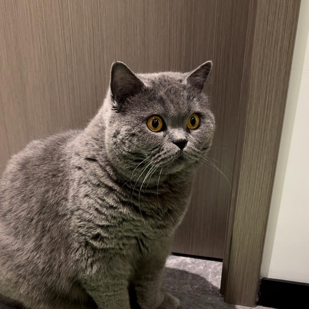 旺仔是一只大蓝猫