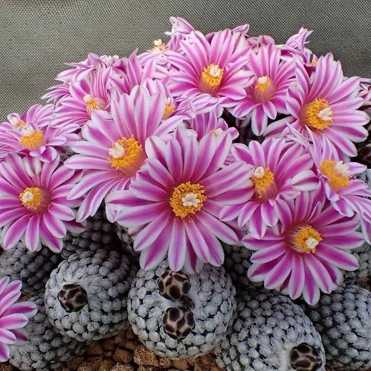 世光花卉直播基地