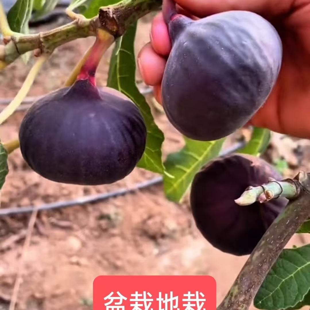 绿丰果树苗木专营店