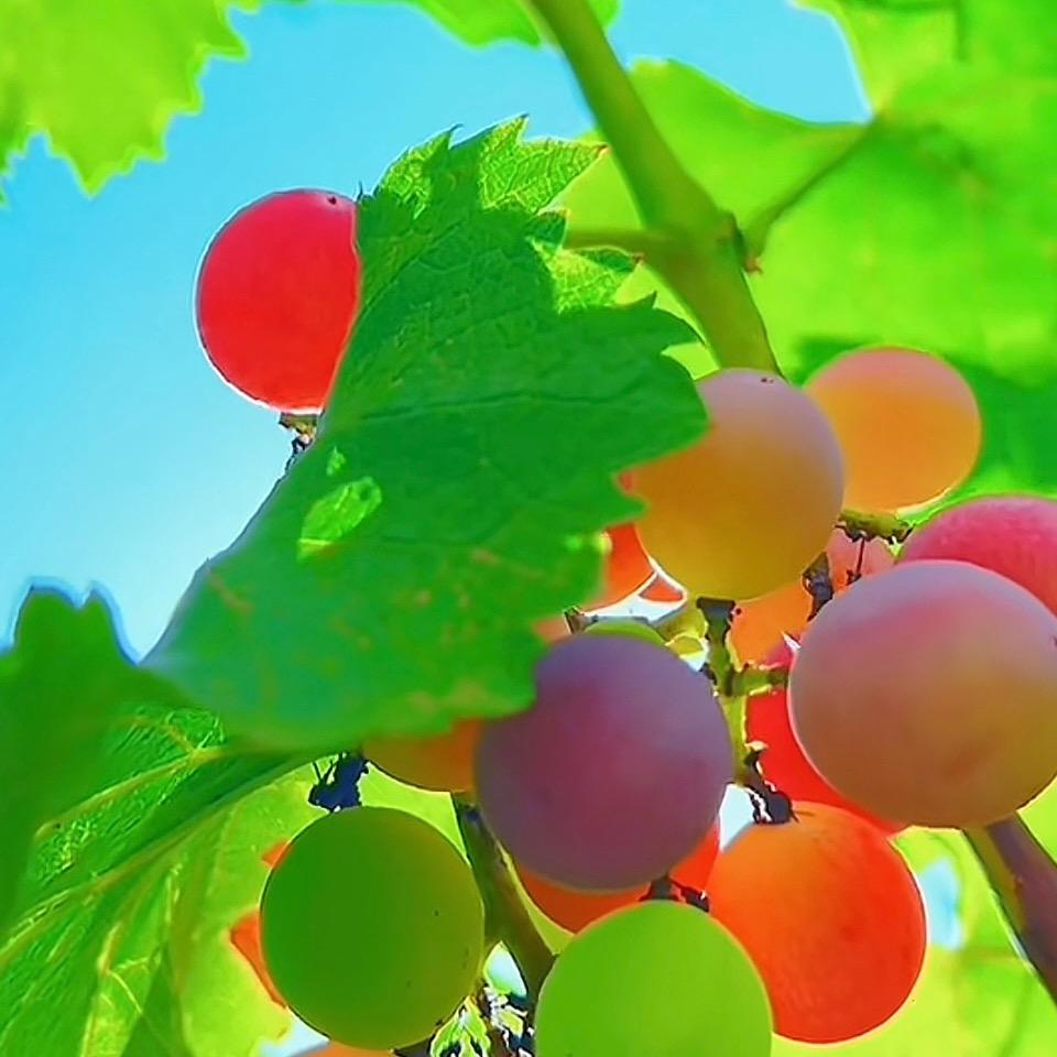 江莹  狮山草莓🍓葡萄园