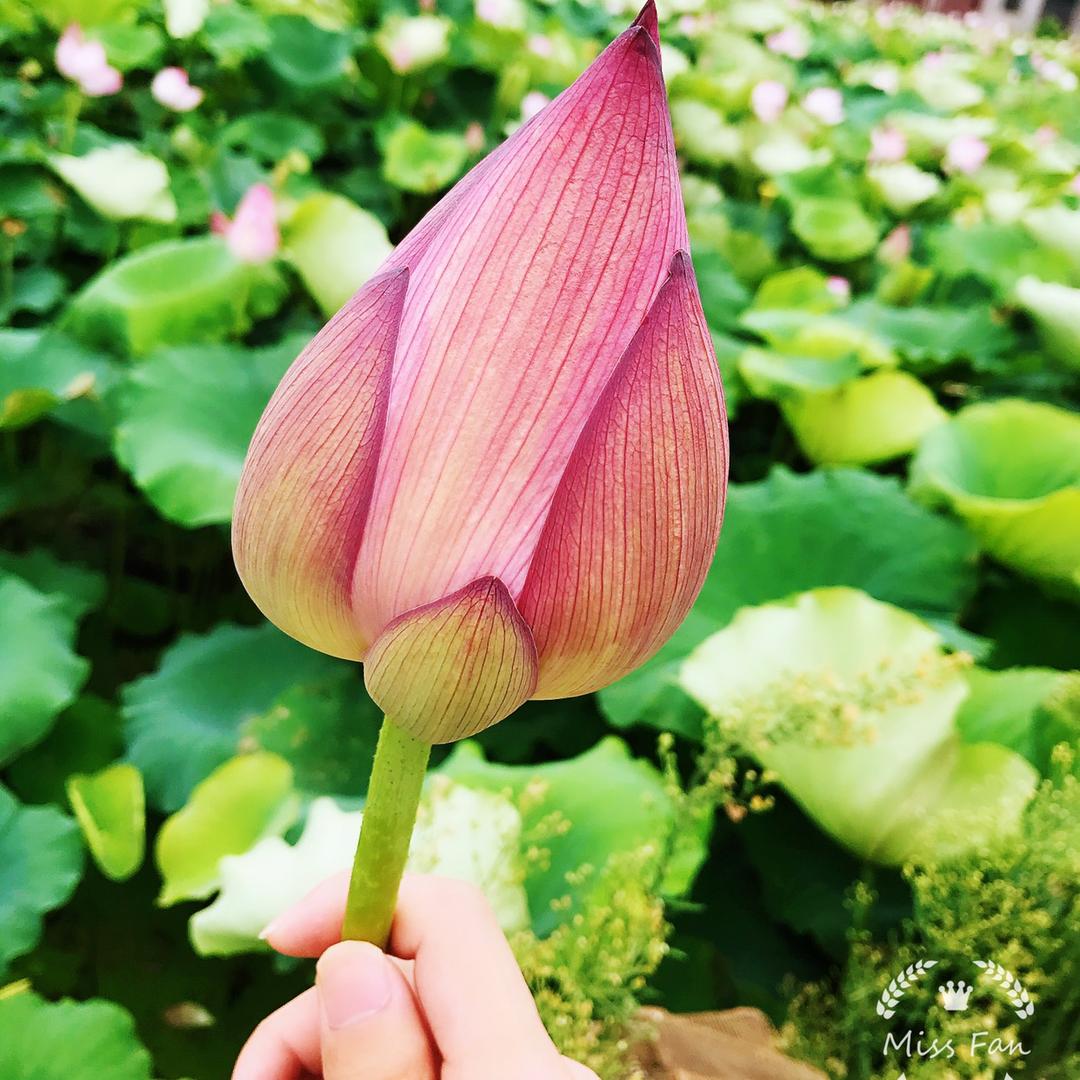菲菲