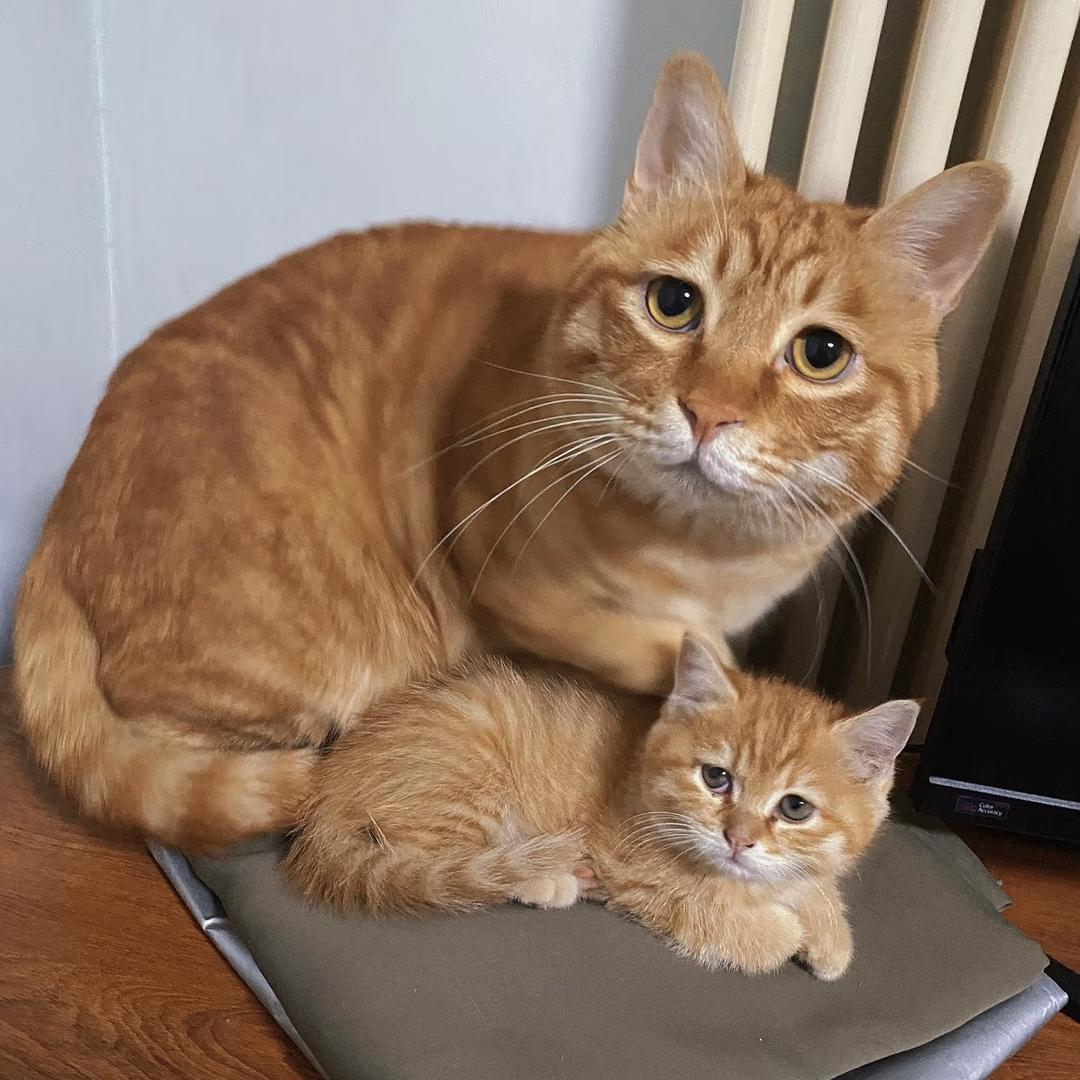 秃头设计养猫日记