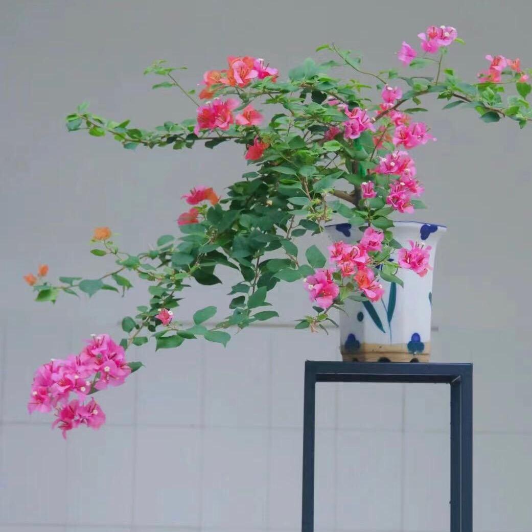 玖月花卉园艺
