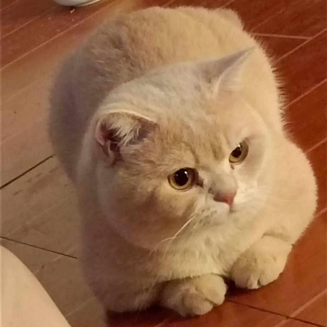 饱饱你好可爱