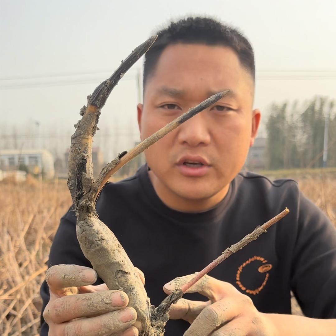 牛耕种苗~杨超