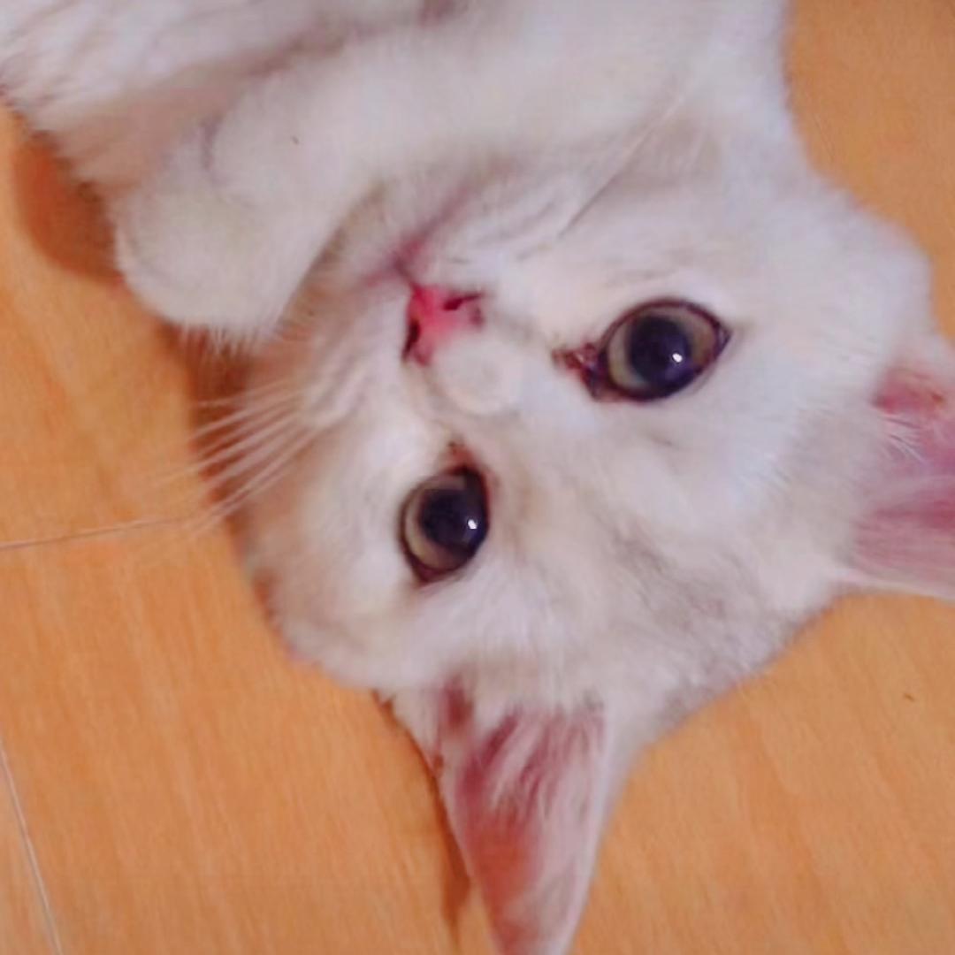 七宝不是猫