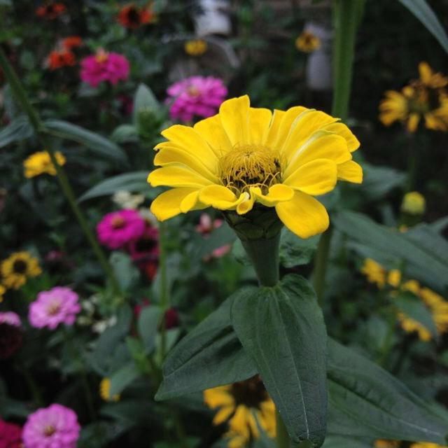 𝙈𝙧   𝙇𝙞𝙪